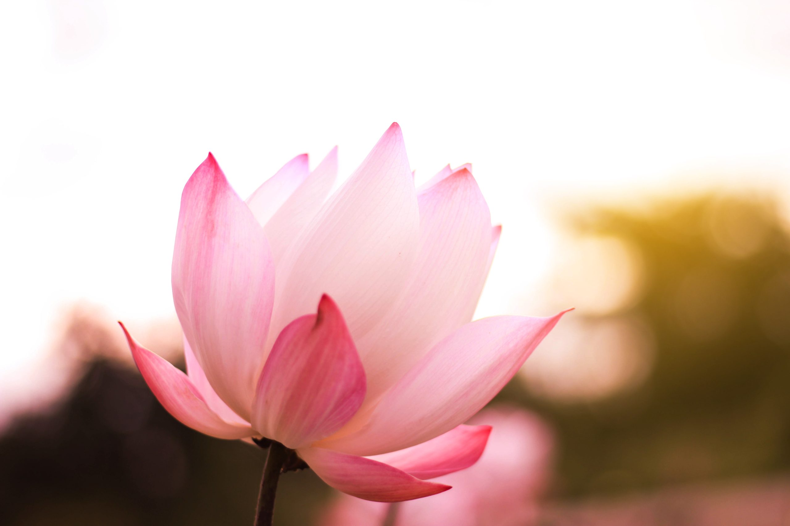 Akashic Record Consultations