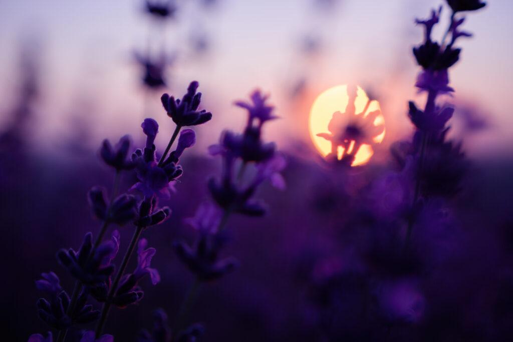 Non Certification Classes