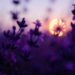 Non Certification Akashic Records Classes