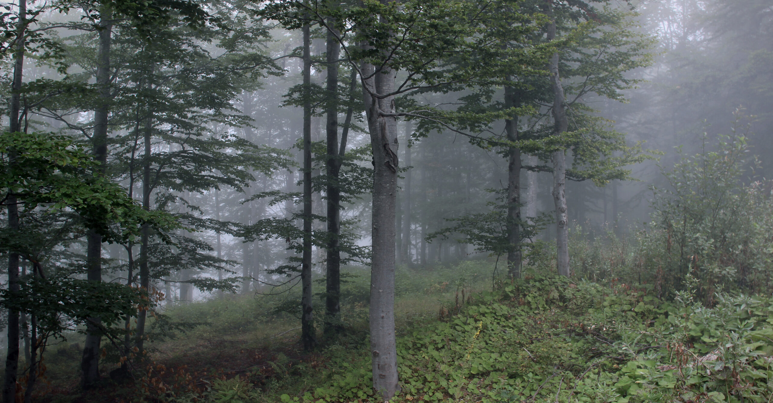 Misty forest with soft light filtering through trees