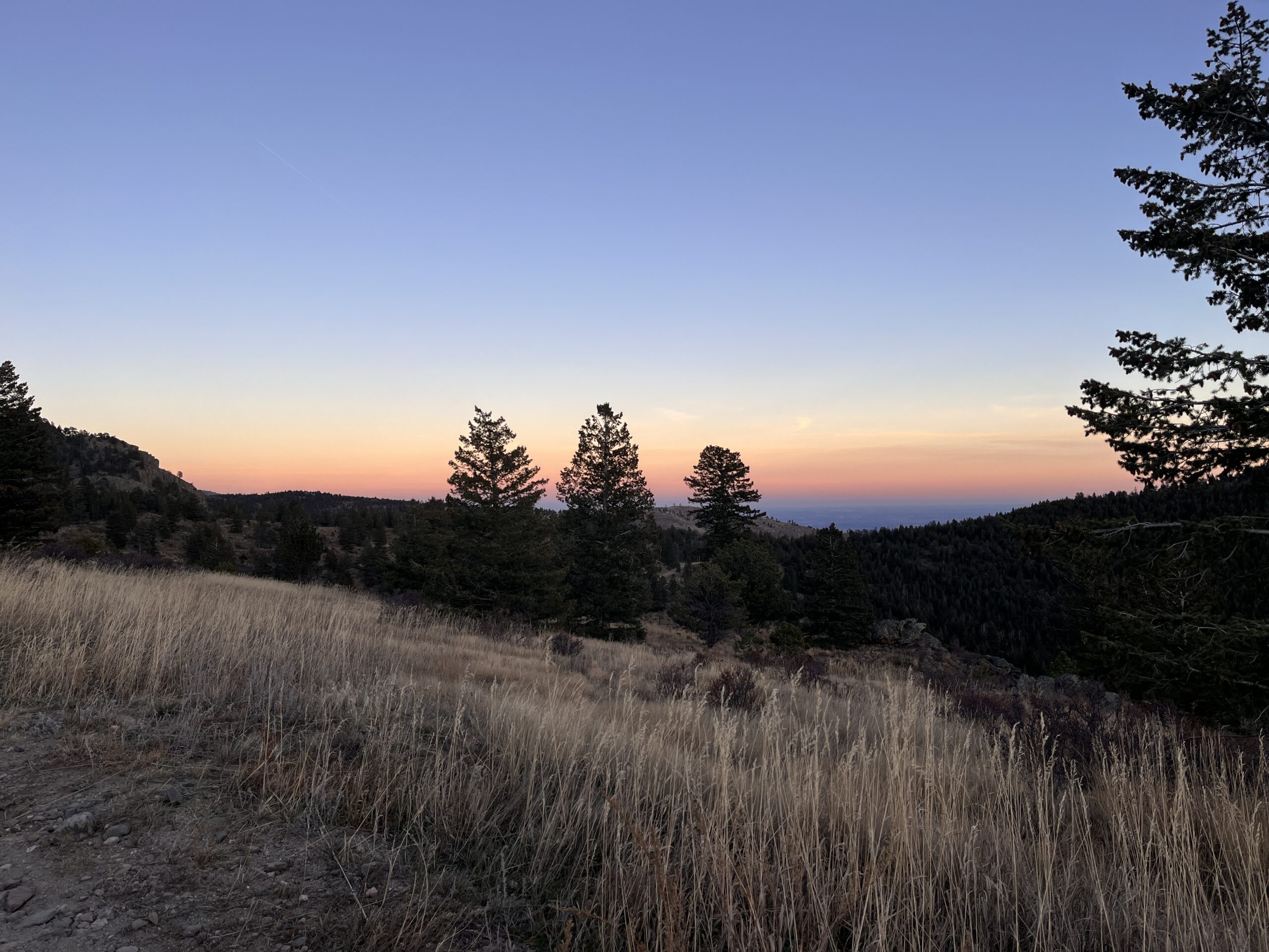 Mountain meadow with pine trees and a distant horizon beneath an evening sky.
